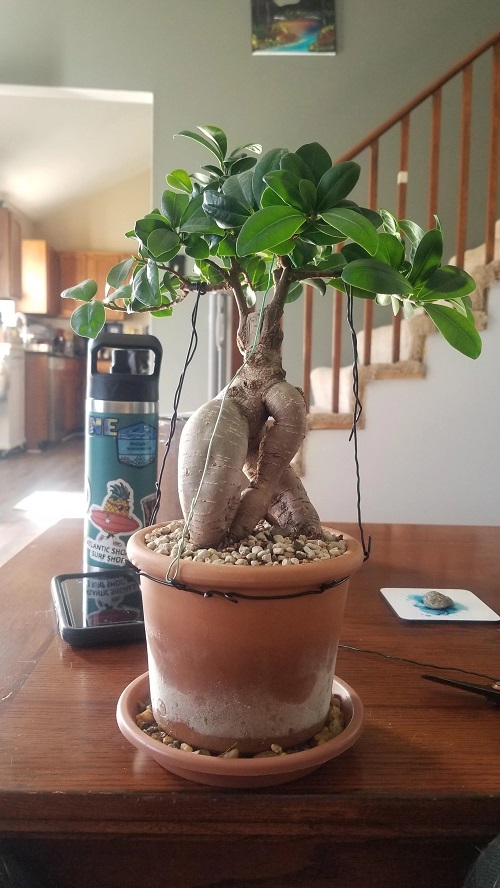 Growing Ginseng Ficus Bonsai indoor 2
