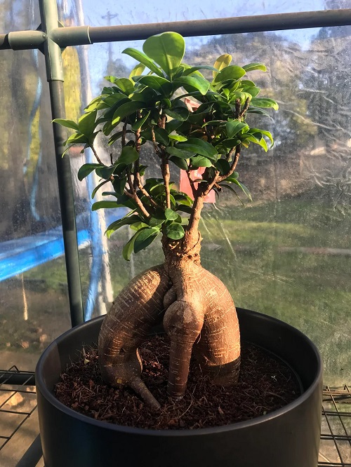 Growing Ginseng Ficus Bonsai indoor