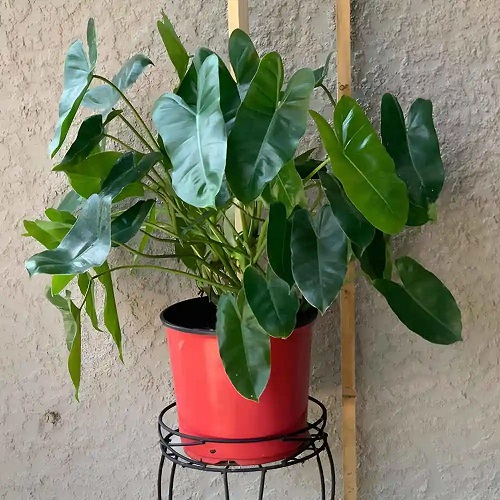Plants Similar To Monstera 5