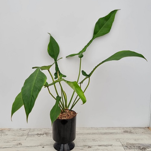 Plants Similar To Monstera 3