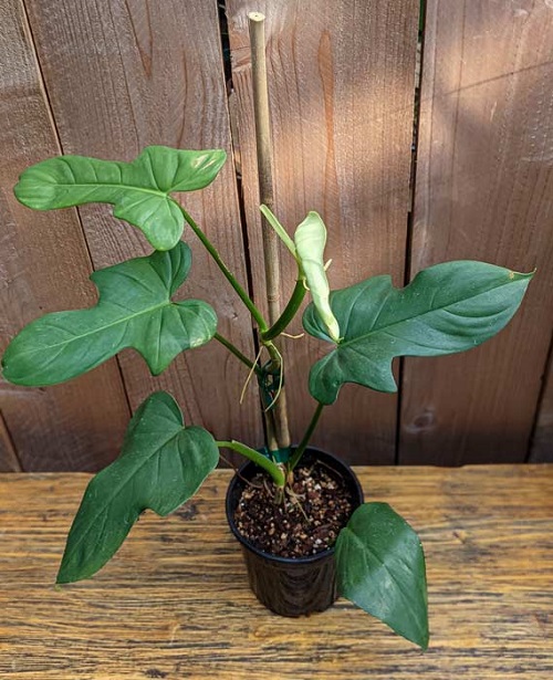 Plants Similar To Monstera 19
