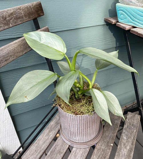 Plants Similar To Monstera 17