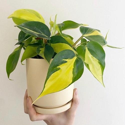 Plants Similar To Monstera 25