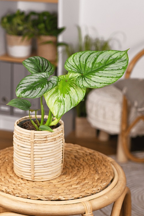 Plants Similar To Monstera 11