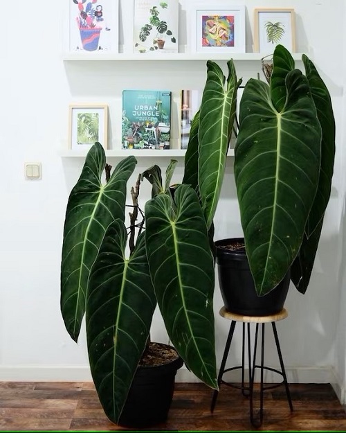 Plants Similar To Monstera 21