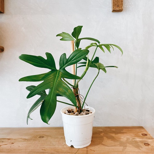 Plants Similar To Monstera 9