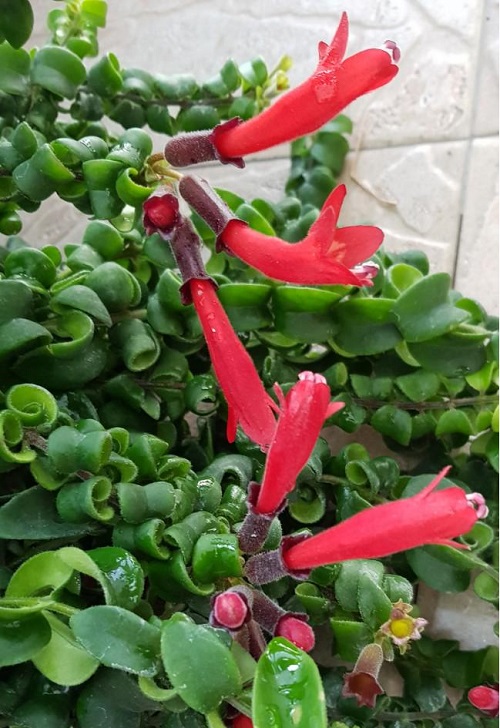 Plant that Looks Like a Penis 35