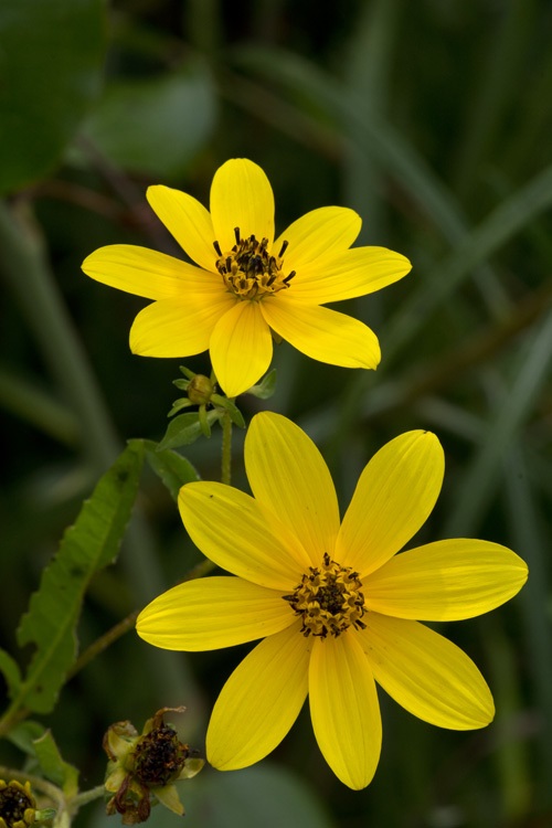 Beautiful Yeloow Flowers 2