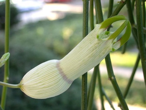 Plant that Looks Like a Penis 9