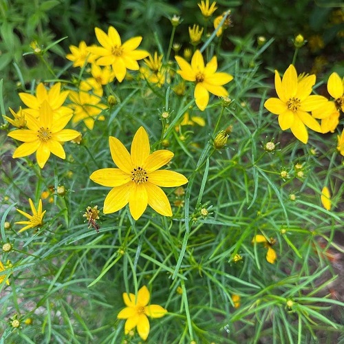 Beautiful Yeloow Flowers