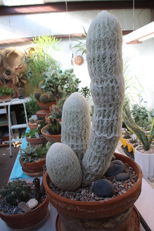 Plant that Looks Like a Penis 37