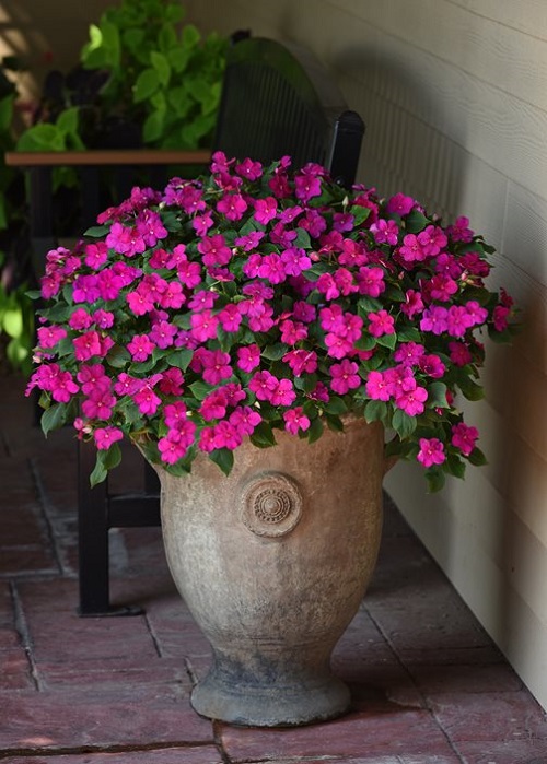 Amazing Flowers that Do Not Like Deadheading