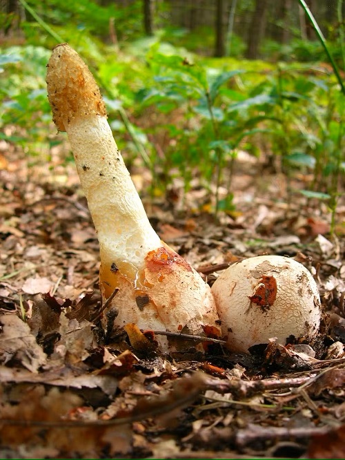 Plant that Looks Like a Penis 7