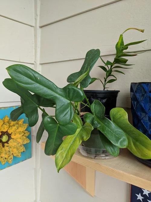 Plant that Looks Like a Penis 27