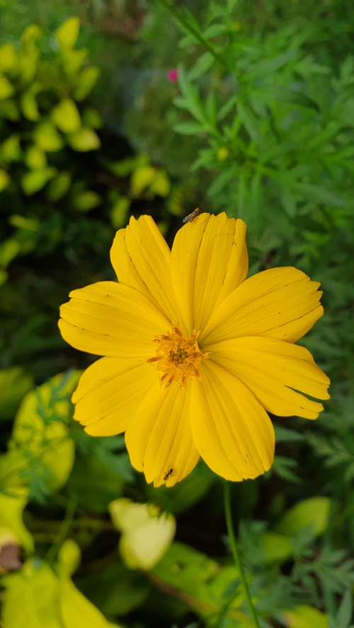 Yellow Flowers with 8 Petals 1