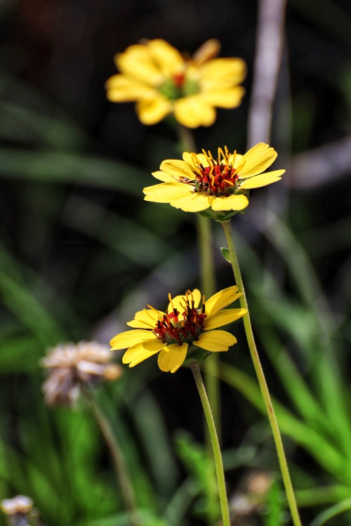 Yellow Flowers with 8 Petals 2
