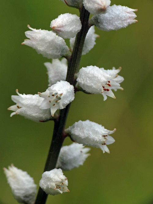 6 Petal White Flower 5
