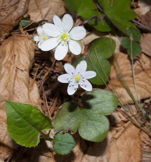 6 Petal White Flower 1