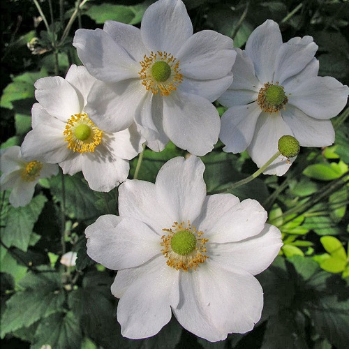 Beautiful Anemone x hybrida