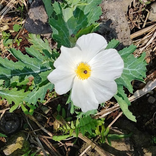 Beautiful White Flowers with Yellow Centers 