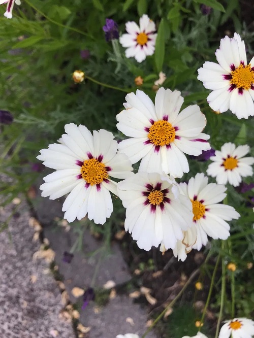 Flowers with Yellow Centers 1
