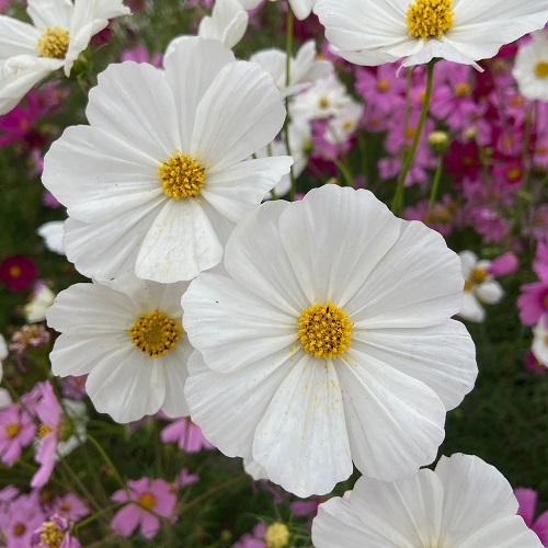 Beautiful Purity Cosmos 