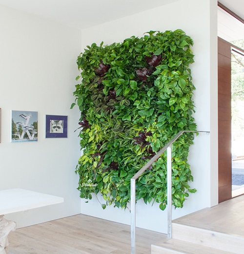 Diy Indoor Plant Walls