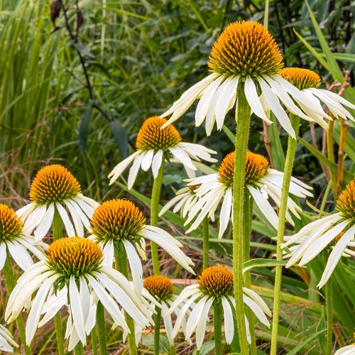 Beautiful Echinacea purpurea 'White Swan'