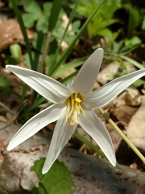 6 Petal White Flower 2