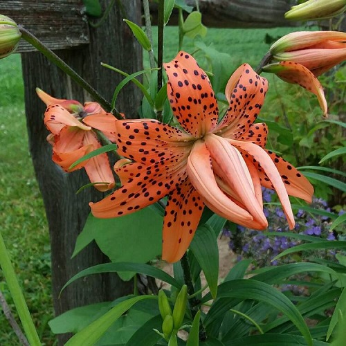 Beautiful Flowers 