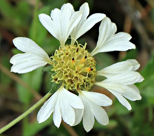 Flowers with Yellow Centers 4