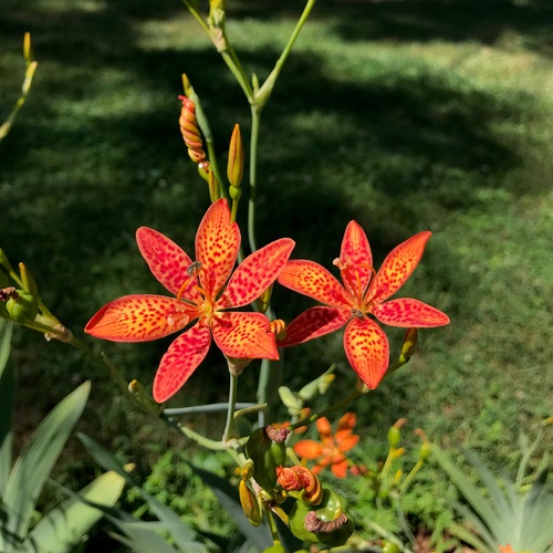 Beautiful Orange Flowers with Black Dots
