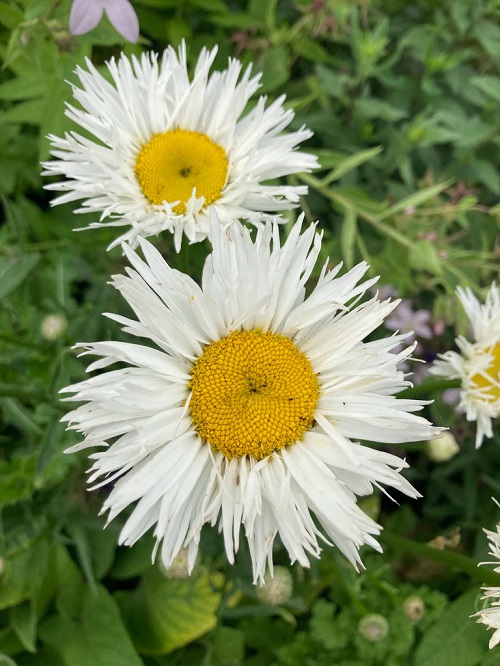 Shasta Daisy 
