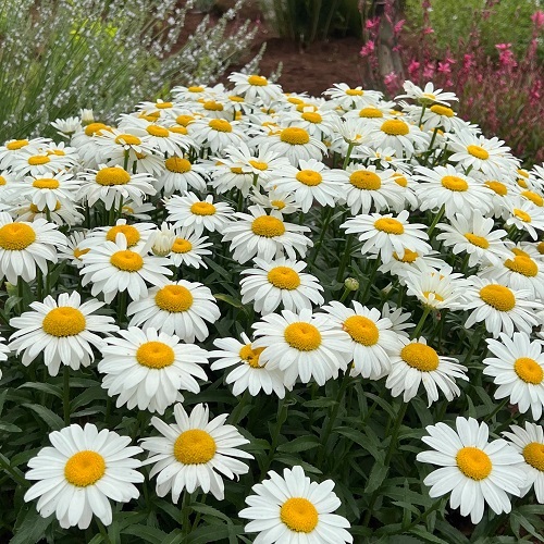 Beautiful Leucanthemum x superbum 'Snowcap' 