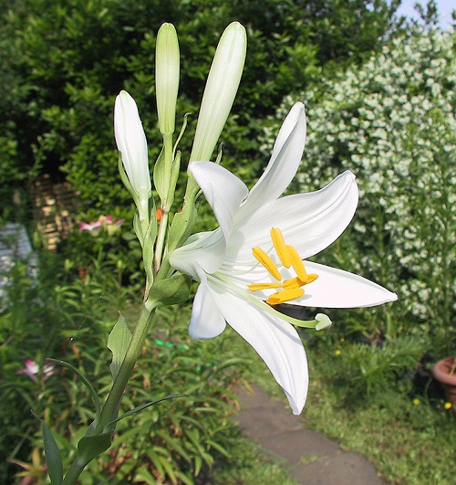 Lily
