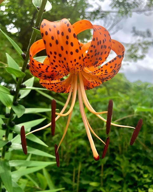 Orange Flowers with Black Dots 1