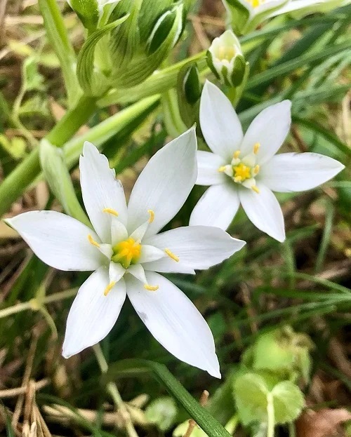 6 Petal White Flower 3
