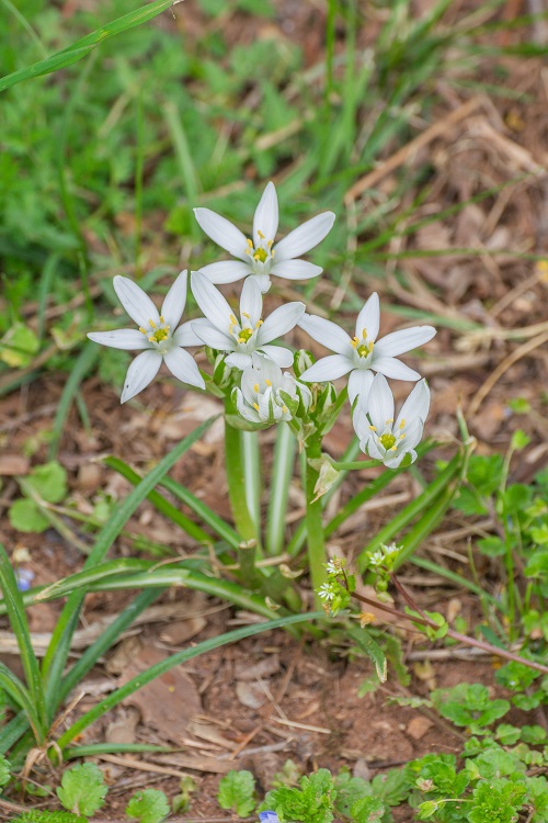 White Flowers with Yellow Centers