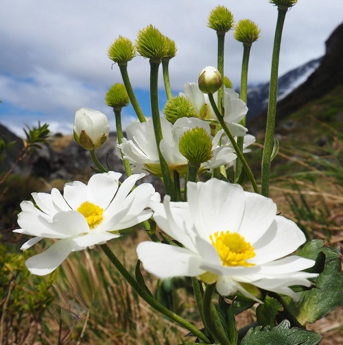 White Flowers with Yellow Centers