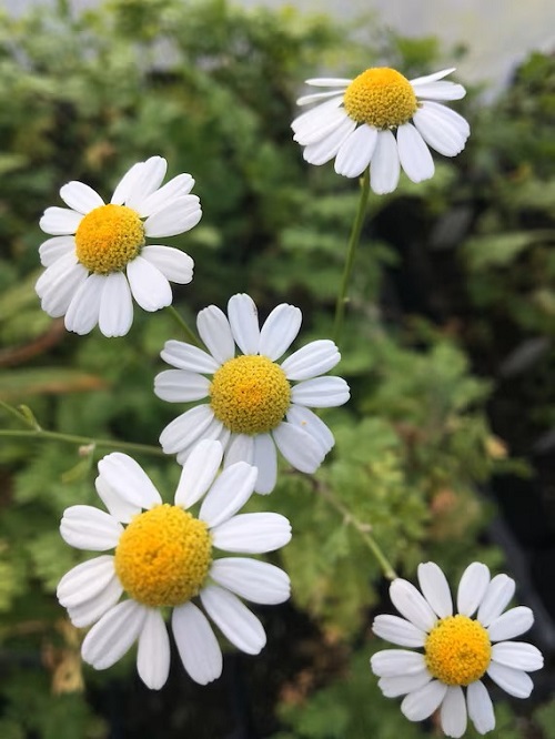 Tanacetum parthenium flower