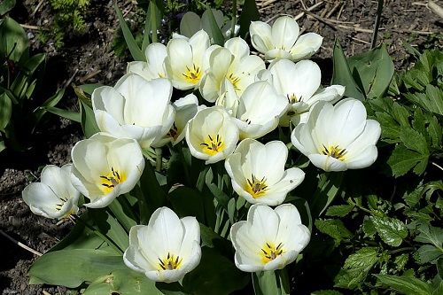 Tulips