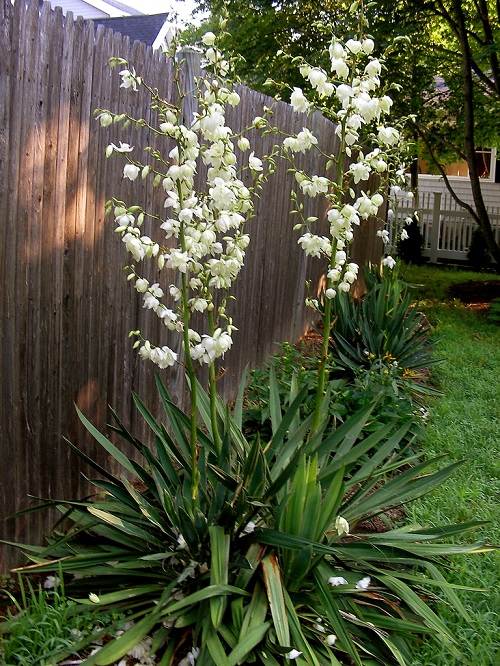 6 Petal White Flower 4