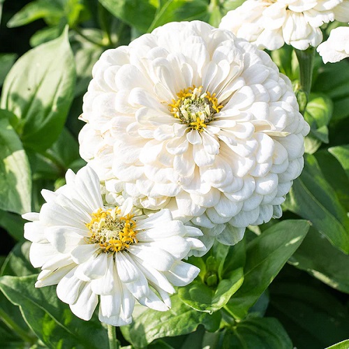 Beautiful Zinnia elegans 'Polar Bear'