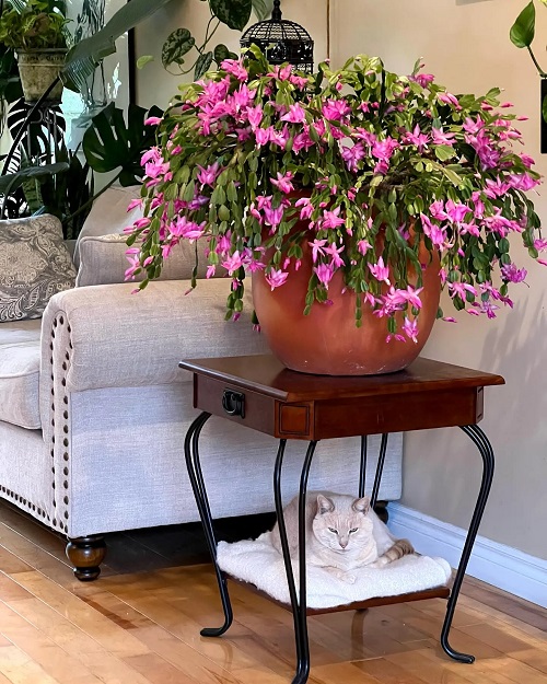 Indoor Christmas Cactus 3