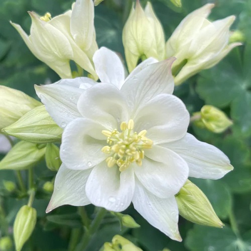 5 Petal White Flower