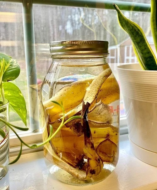 hack to Grow pothos wild 4