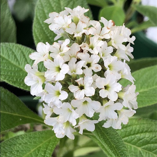 5 Petal Flower Varieties