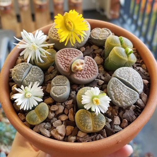 Beautiful Indoor Plants 3