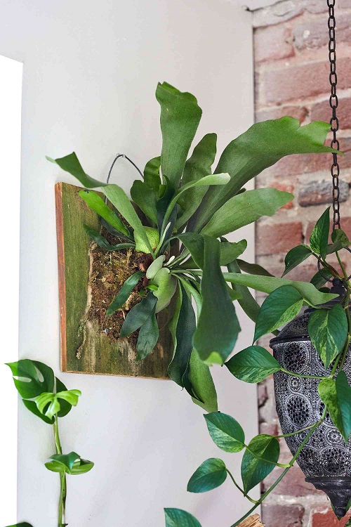 Beautiful Indoor Plants 2