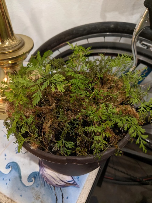 Common Rabbit Foot Fern Problems And Their Solutions
